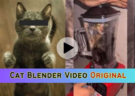 cat in blender twitter full video|Cat and dog torture videos litter Twitter, adding to。